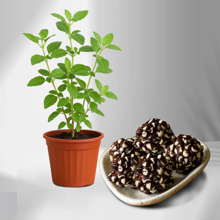 Tulsi Bliss & Kaju Delight Set