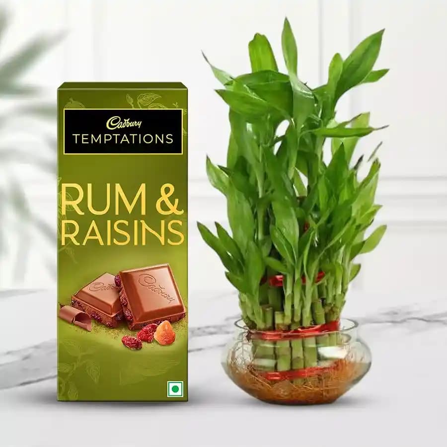 Lucky Bamboo & Chocolate Bliss Gift Set